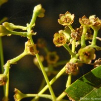 Cinnamomum capparu-coronde Blume